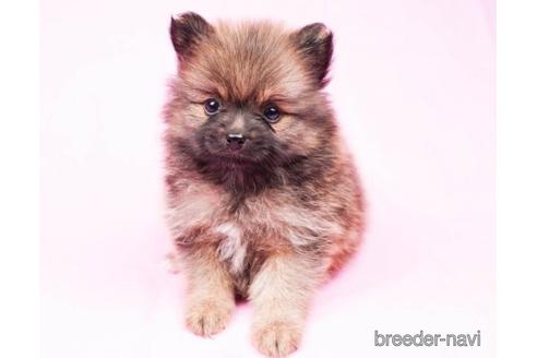 成約済の千葉県のポメラニアン-180616の3枚目